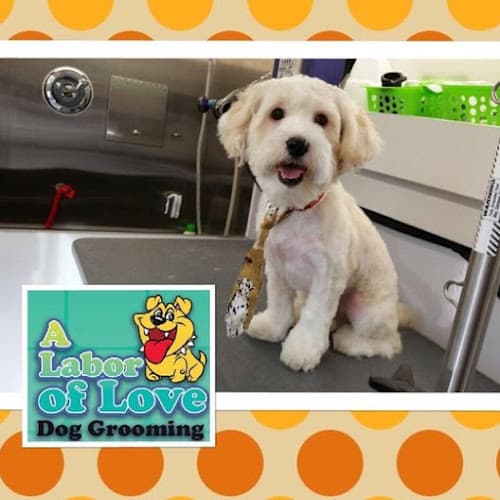 A Labor of Love Dog Grooming Salon