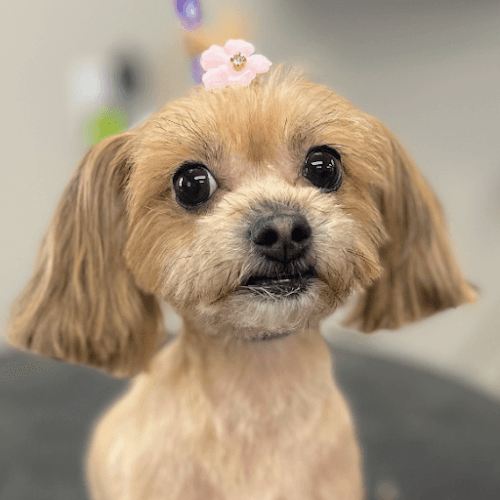 Bark Avenue Dog