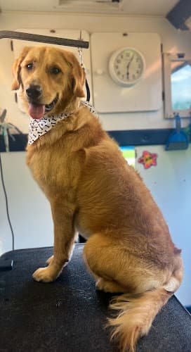 Bark Bus Jax