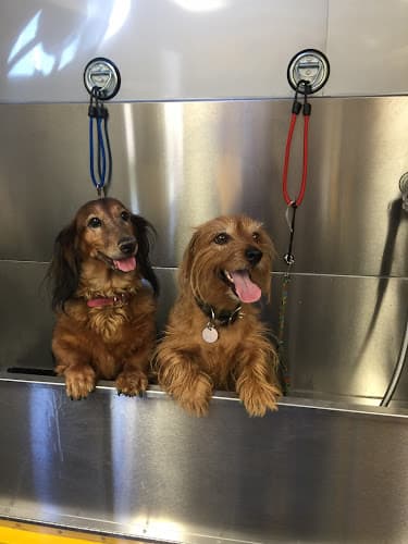 My Pookie's Spaw | Mobile Grooming