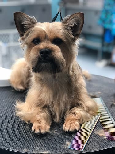 Grooming by Connie