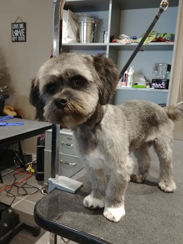 Pet Strands Grooming