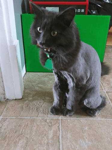 Petsburgh Grooming