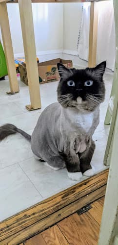 PetScape Grooming