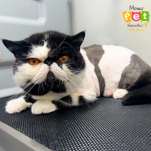Mobile Pet Grooming VIP at The Beach