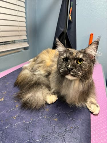 Paws with Claws Pet Spa & Resort