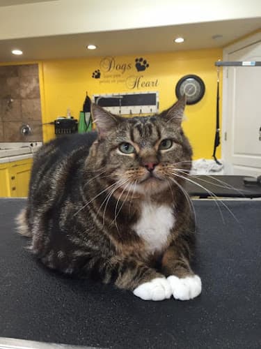 Brush Bath and Beyond - Pet grooming with love - Salt Lake City