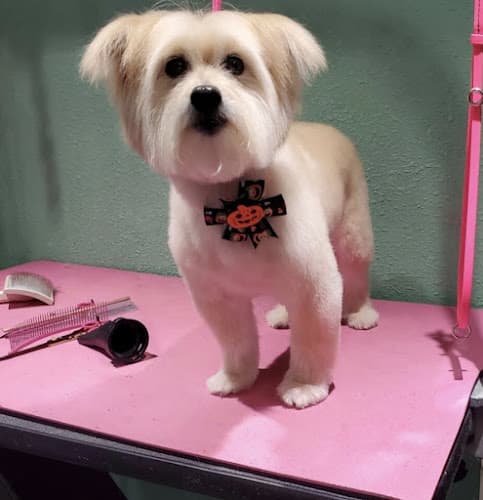 Nicole Dunn Mobile Grooming