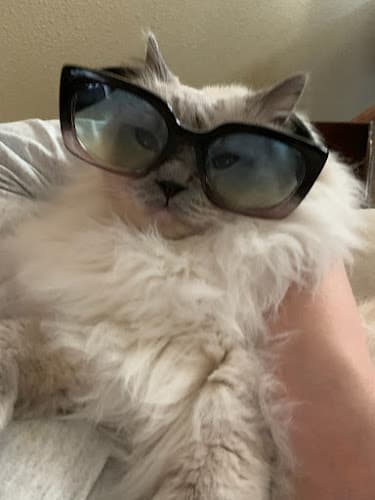 Platinum Paws