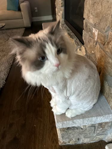 Brookview Pet Grooming