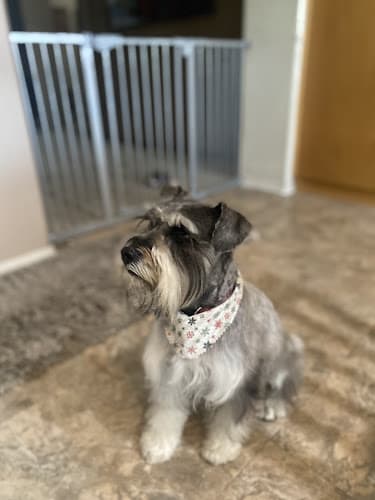 Candaces Pet Care Center