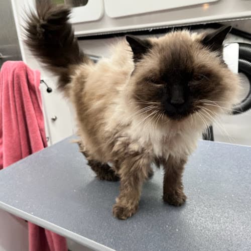 Grooming by Jackie, LLC
