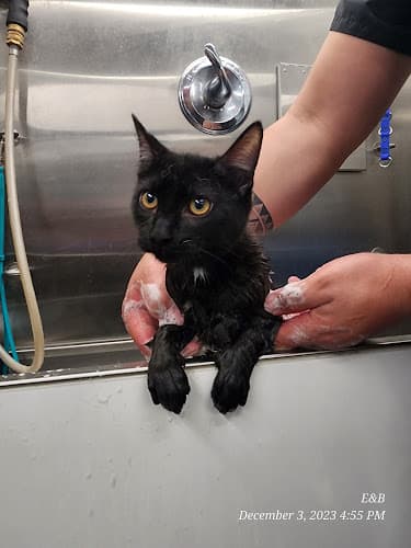 Brad's Pet Grooming LLC