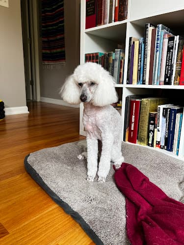 The Bark of the Town Pet Groomery & Spa
