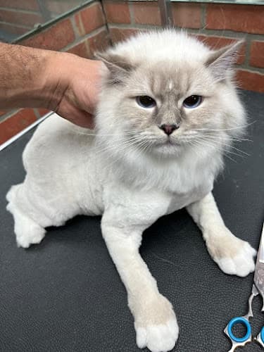 Rapawzel Dog Grooming & Day Care