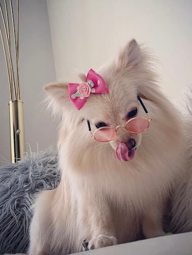 Miami Grooming Services and Pet Care
