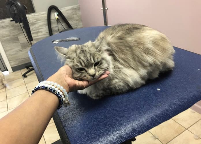 Pampered Paws Grooming Salon