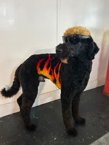 Sunshine Pet Spa