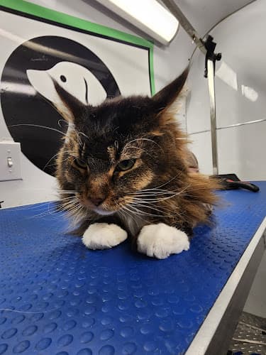 Kathe Miami Mobile Pet Grooming
