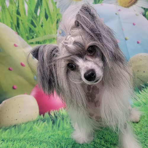 Angel's Touch Pet Spa