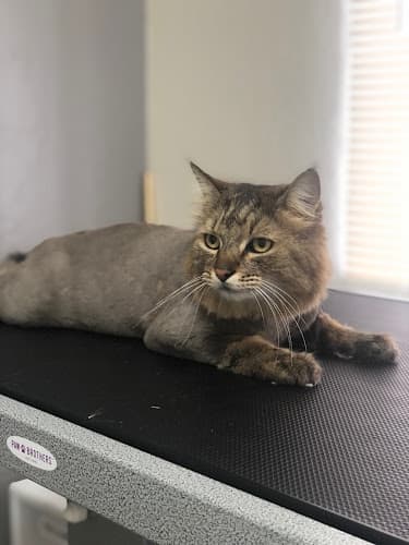 Tails and Bows Pet Grooming