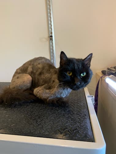 Zoomin Groomin