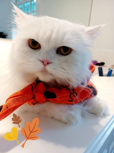 Spiffy Kitty House Call Cat Grooming