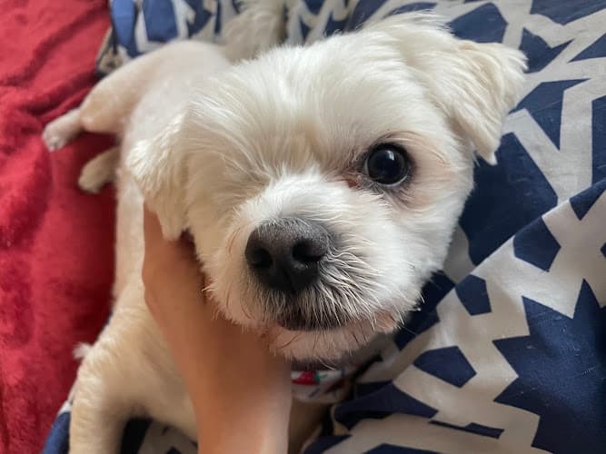Barker's Mobile Pet Grooming