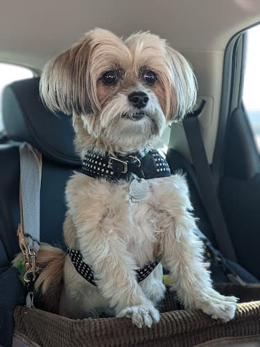Scottsdale Mobile Pet Grooming