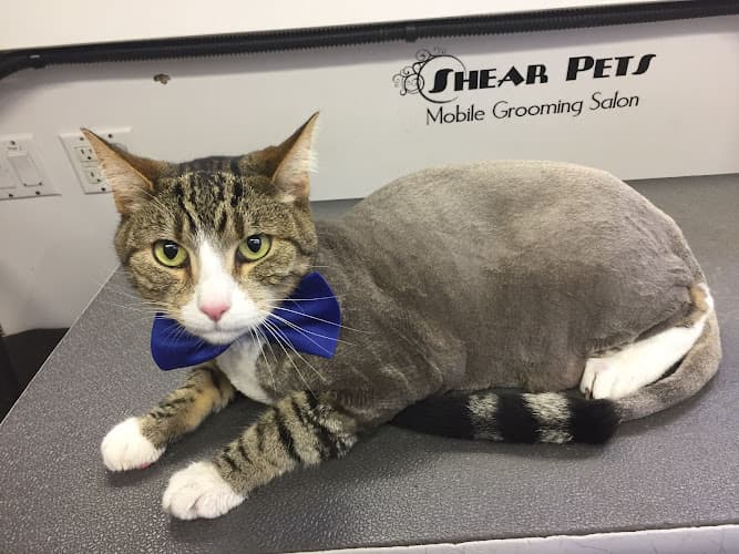 Shear Pets Mobile Cat & Dog Grooming salon