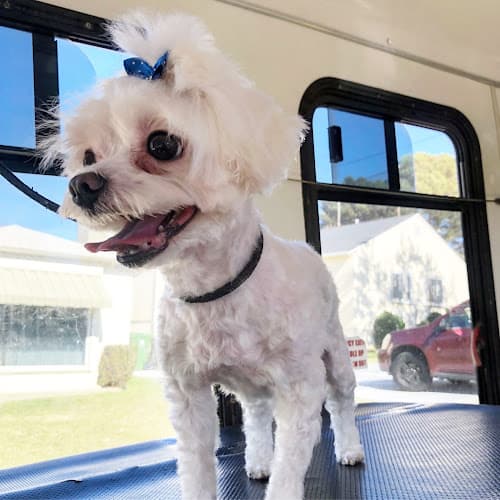 Lilly's Mobile Grooming