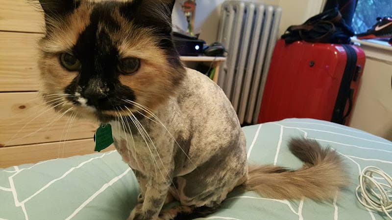 House Call Cat Grooming & Spa L.L.C.