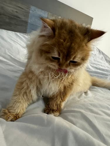 Purrfect Grooming - Mobile Pet Dog Grooming Miami