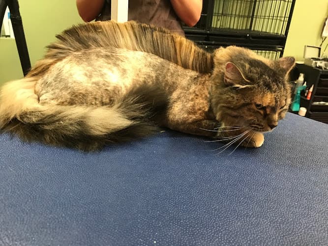 Pawtential Pet Salon