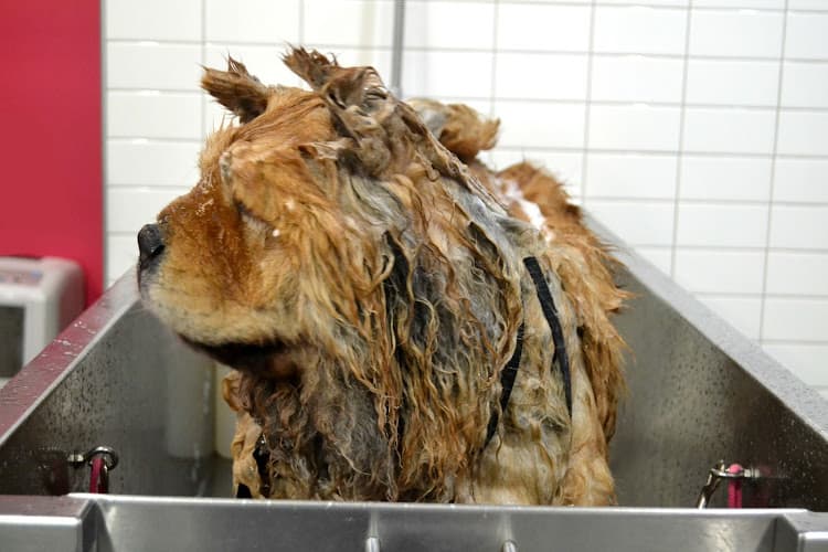 Ollu Self Serve Dogwash & Grooming Salon