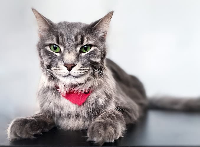All Cats Are Beautiful: Feline Exclusive Grooming