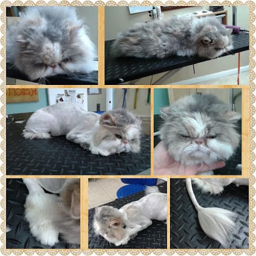 Scottie Paws Pet Resort & Spa