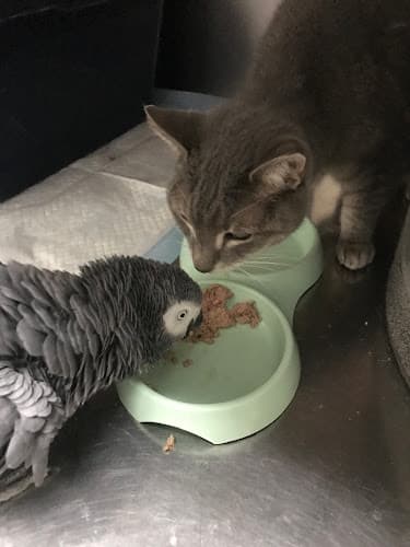 Sandy's Doggie & Kitty Spa