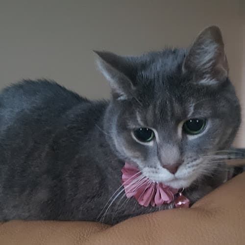 Heart + Paw