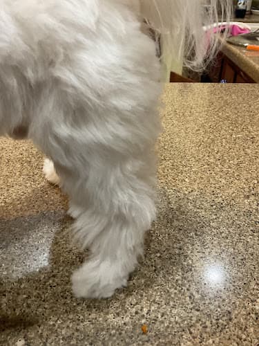 Special Care Grooming